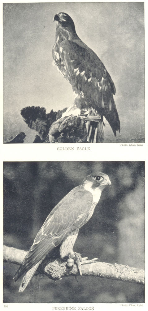 BIRDS. Golden Eagle; Peregrine Falcon 1912 antique vintage print picture